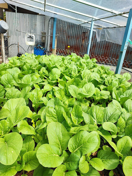 Kim Huat Agroscience Sdn Bhd