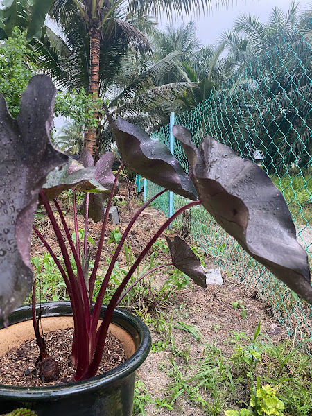 Ros Garden Nursery gallery