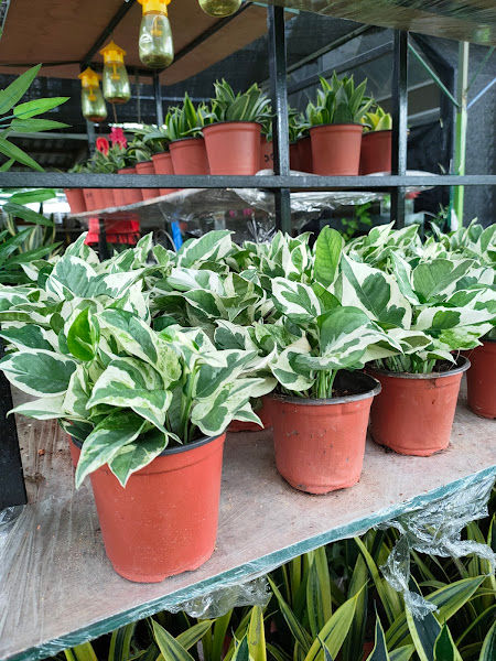 B Garden nursery farm 花蝴蝶 gallery