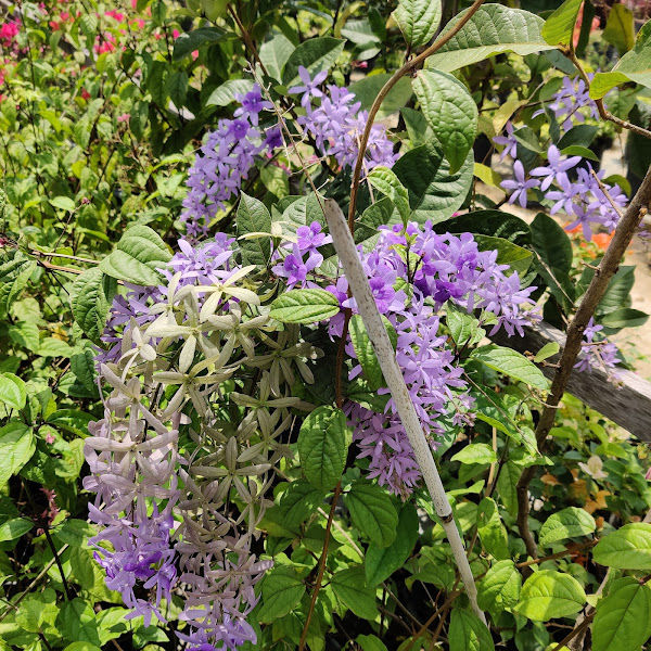 Fika Flower Landscape gallery