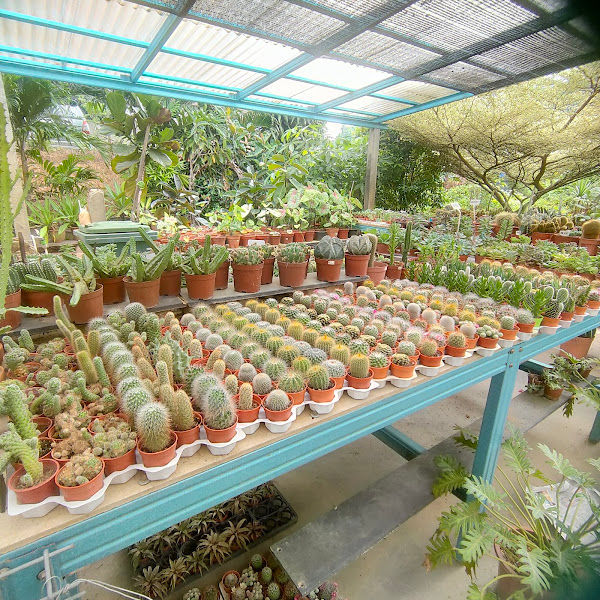 Lee Nursery & Bonsai Centre