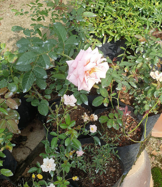 Buditunas Enterprise Nursery gallery