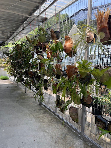 AugustFame Plant Nursery gallery