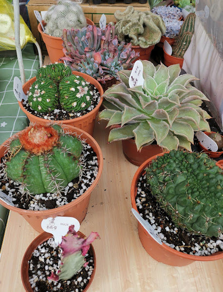 SLS 多肉屋 - Succulent Land Supplier