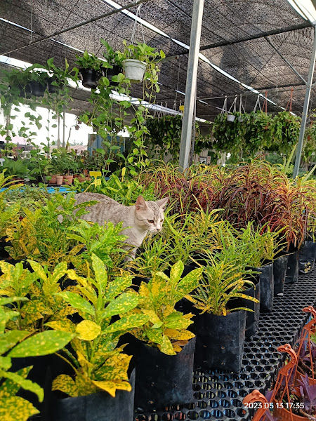 Greenery Garden by Green Heart Station