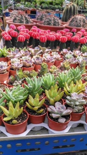 Li Hong Landscape gallery