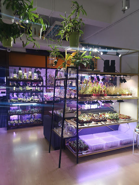 Bunface Potato Carnivorous Plants gallery