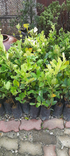 LAL Garden Supply gallery