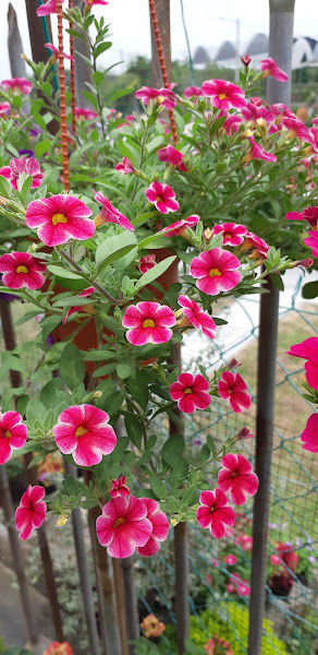 Prosperous Nursery gallery