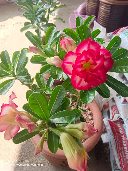 Lim Brothers Nursery gallery