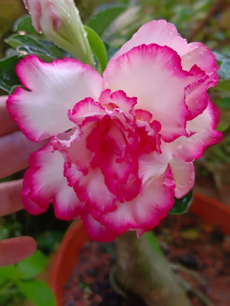 Lim Brothers Nursery gallery