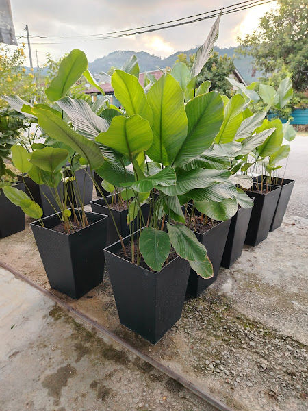 Xuan Nursery gallery