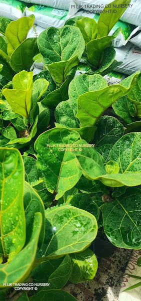 Pi Lik Nursery Trading Co. gallery