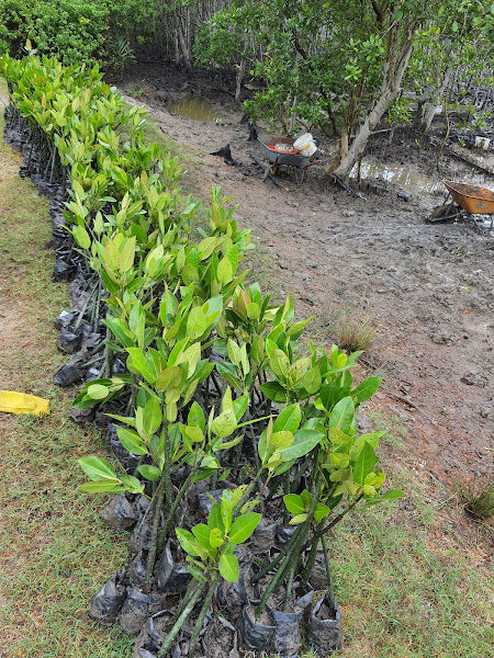 Kuala Selangor Nature Park- Community Mangrove Nursery