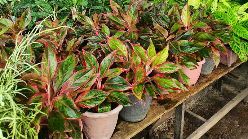 Nursery ZA pengkalan