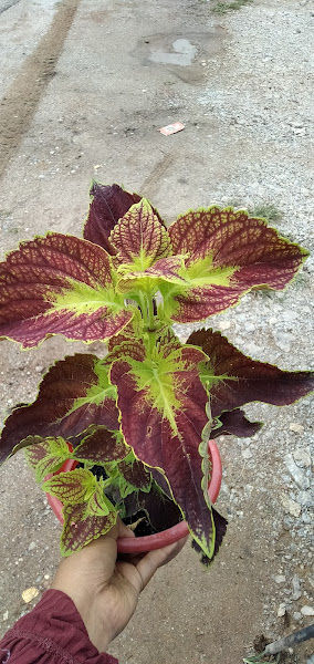 Nursery Little Kebun (PEMBORONG TANAH TANAMAN) gallery