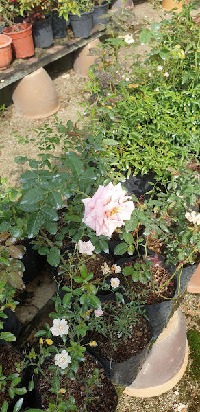 Buditunas Enterprise Nursery gallery