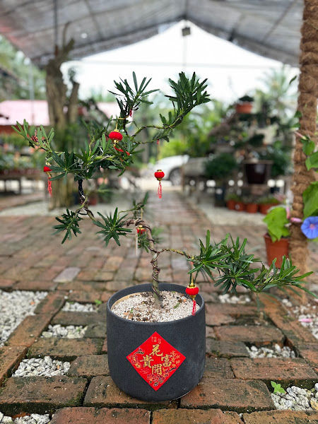 E Garden Greenlife Nursery gallery