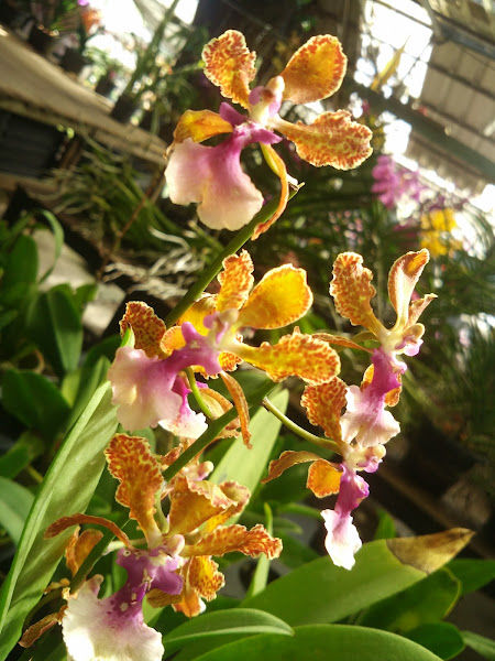 Natural Beauty Garden gallery