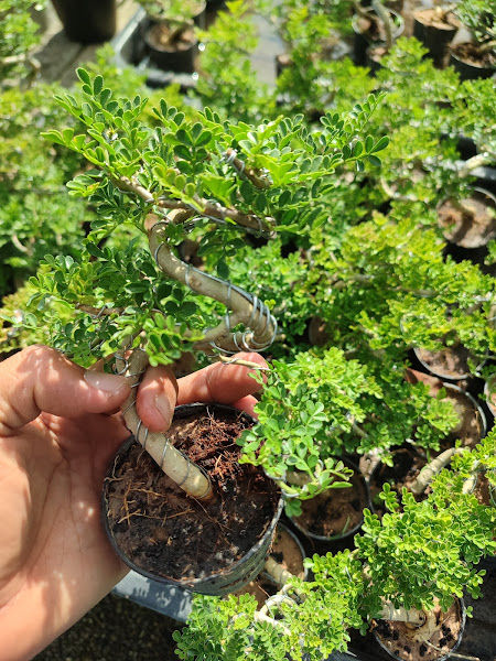 Nursery Aag greens HQ gallery