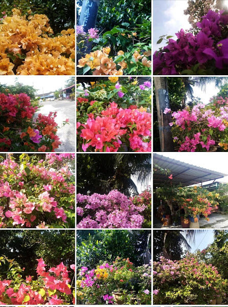 Saujana Nursery gallery