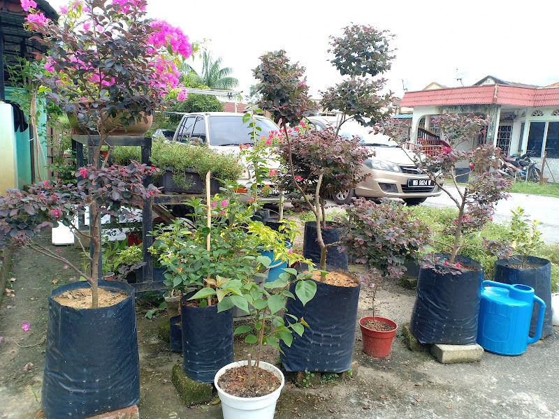 Bumi Hijau Nursery gallery