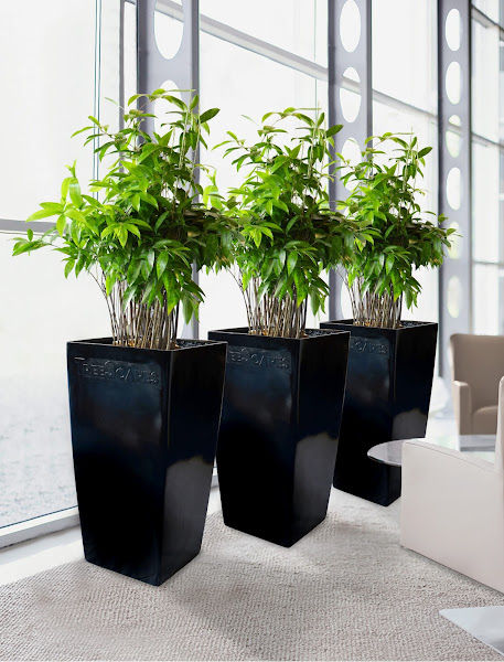 TreeScapes (M) Sdn Bhd gallery