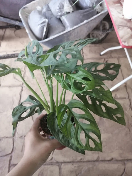 Nurseri Pokok - Plant In Pot gallery