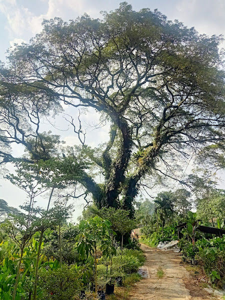 Sungai Buloh Nursery gallery