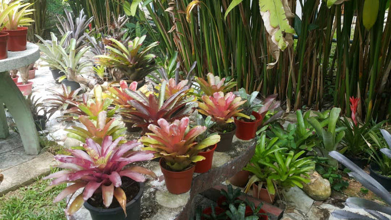 Bromeliad Murah Gombak,KL gallery