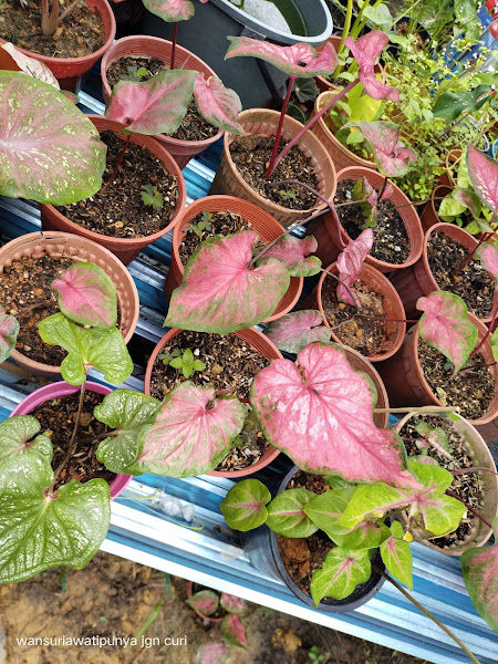 laman herba suria gallery