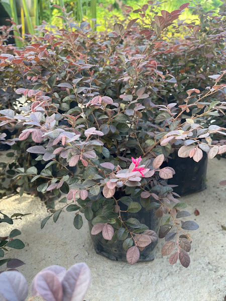 YY Landscaping Sdn Bhd (Shah Alam) gallery