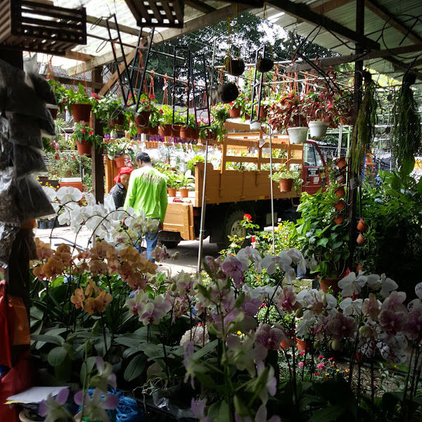 Melati Evergreen Ent / Garden /landscape/ cactus gallery