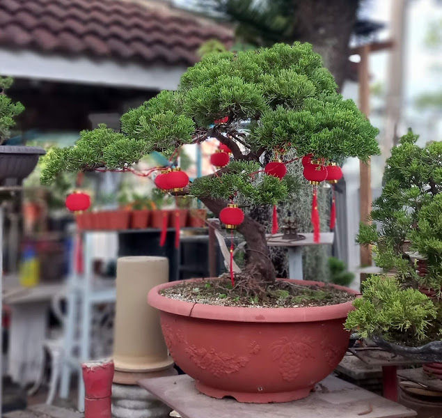 Bonsai Lelong