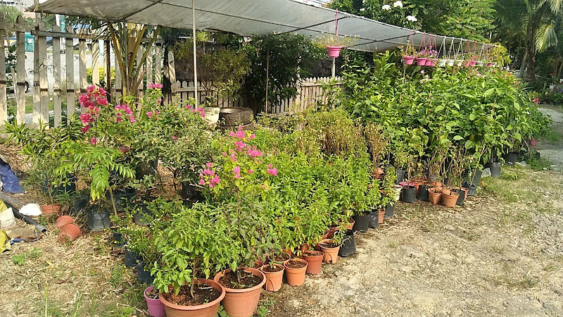 SRI ANDALAS NURSERY gallery