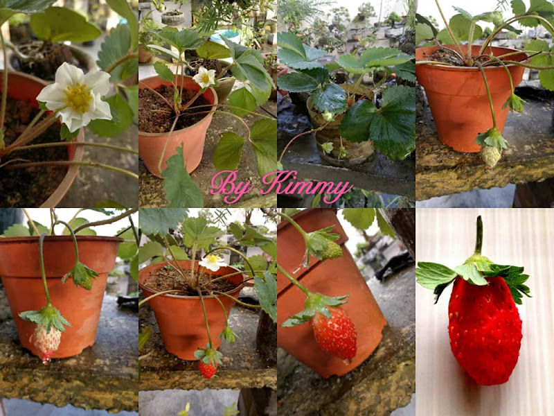 K&K Bonsai (盆栽，园艺及手工艺术） gallery