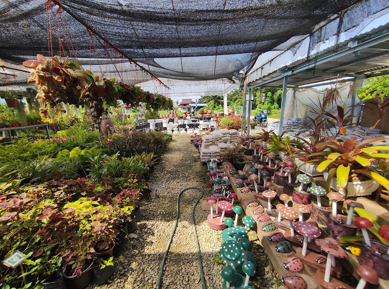 MRH Salsha Nursery gallery