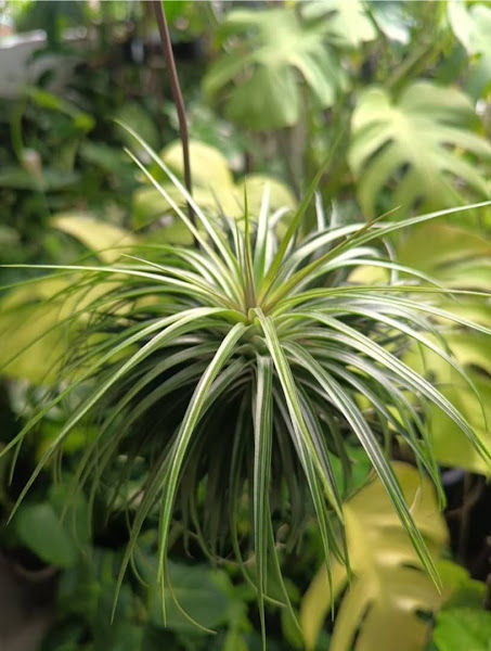 MC Paradise 艸天堂 gallery