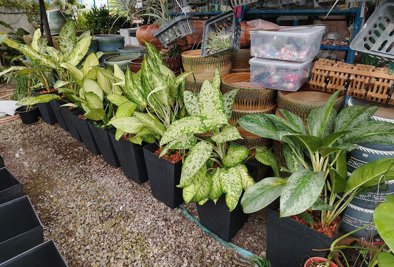 Xuan Nursery gallery