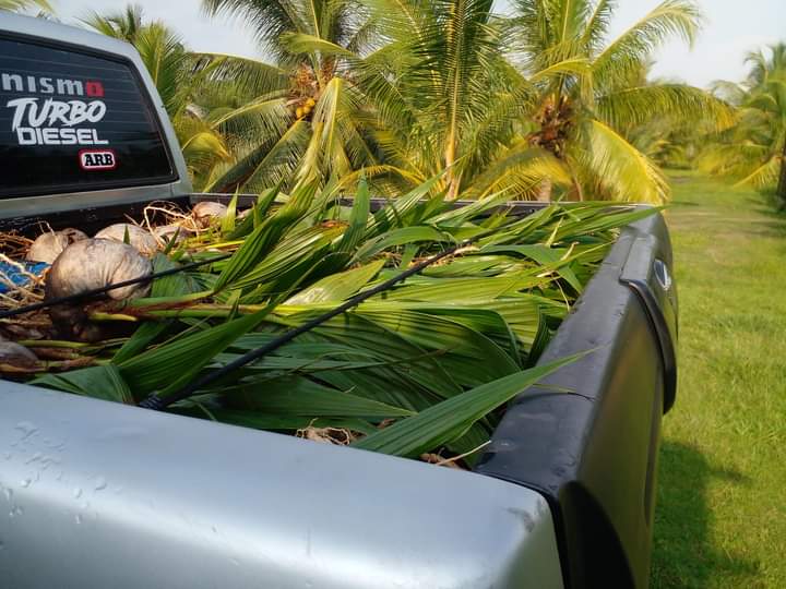 NURSERY SGG SEPANG Benih Kelapa Sgg CN16 gallery