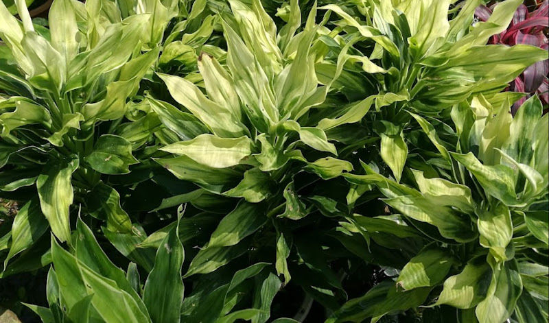 Flora Art Landscape Sdn Bhd - nursery gallery