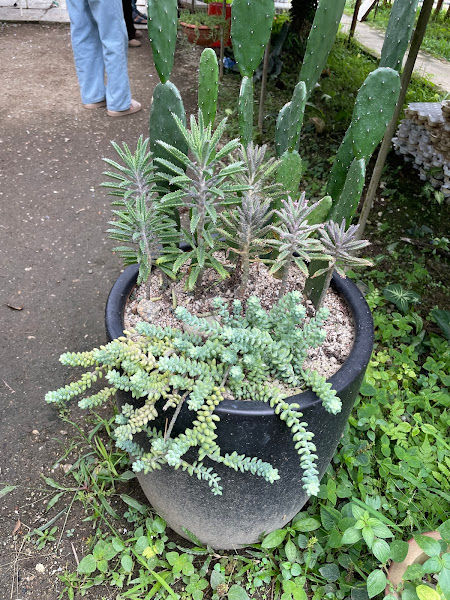 Ashe Succulent Garden gallery