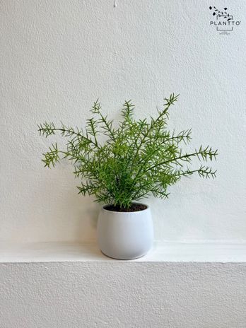 ปริกน้ำค้าง Asparagus Fern