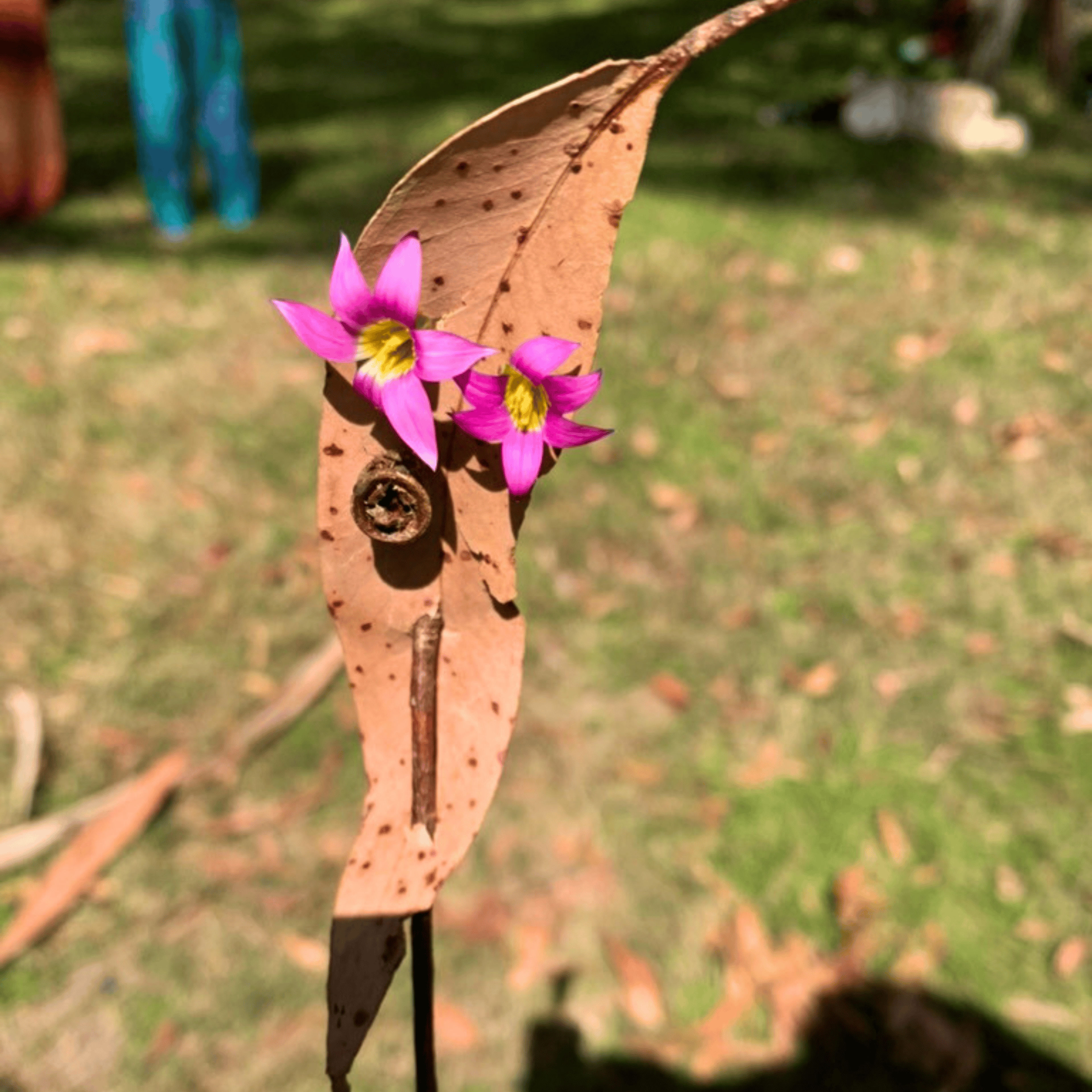 Nature faces