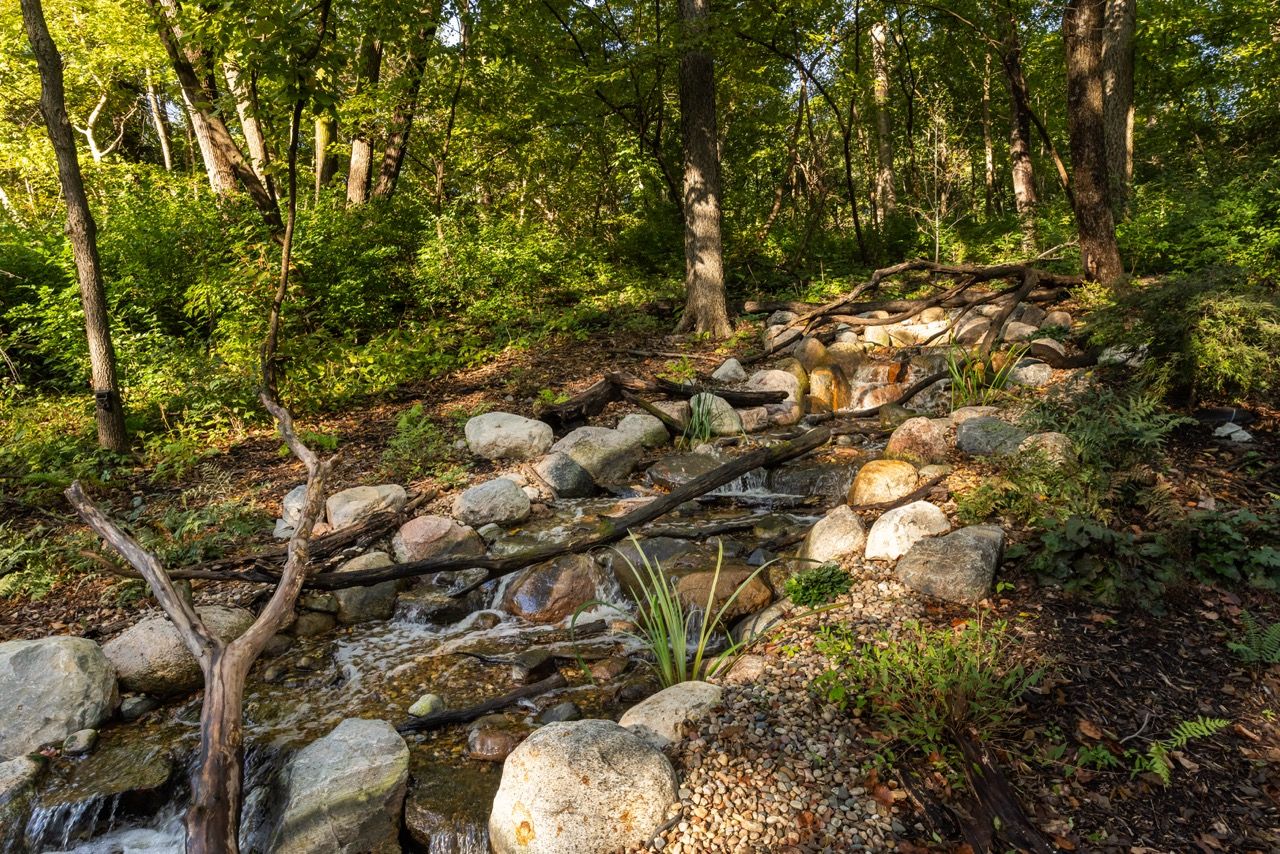 The Woods - Image 12