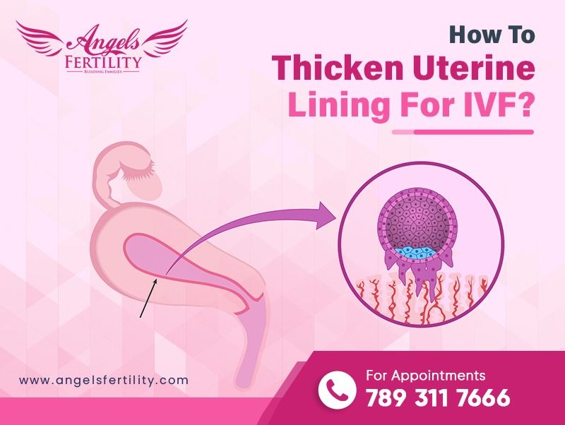 How Can I Make My Uterine Lining Thick and Embryo-Ready For Implantati –  Bird&Be