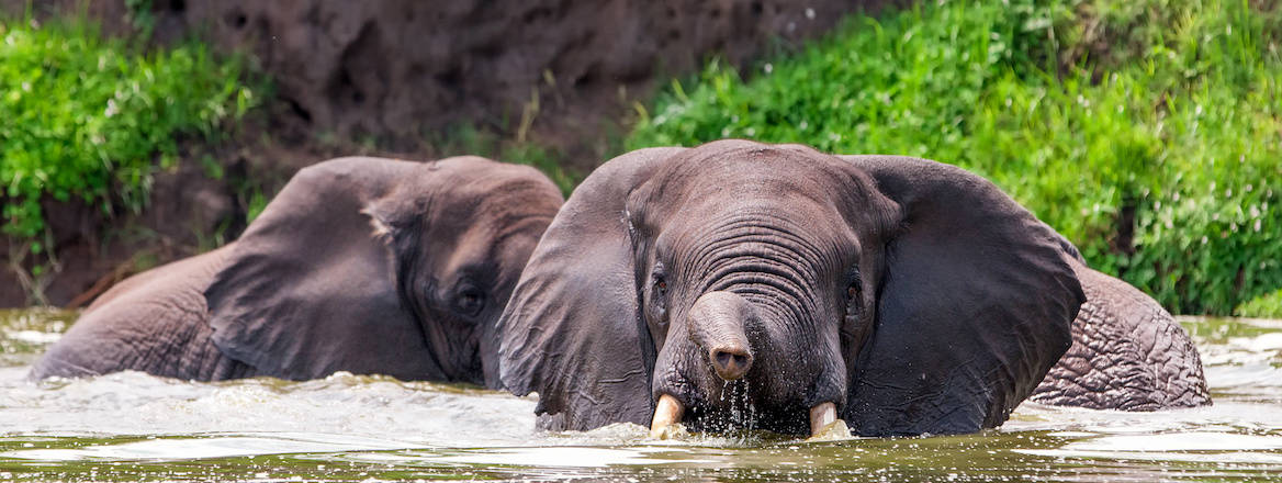 African elephants in the Queen Elizabeth National Park, Uganda