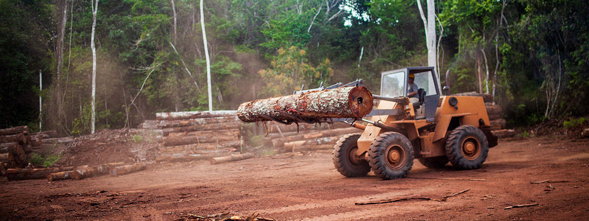 Stemming the loss: deforestation in countries such as Brazil has increased significantly in recent years. Image: Marcio Isensee e Sá / Adobe Stock