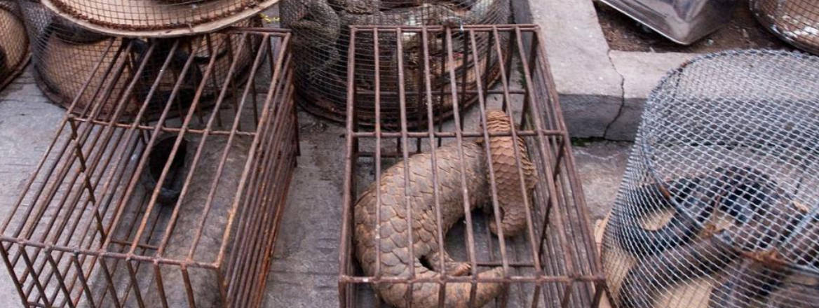 endangered wildlife market in China