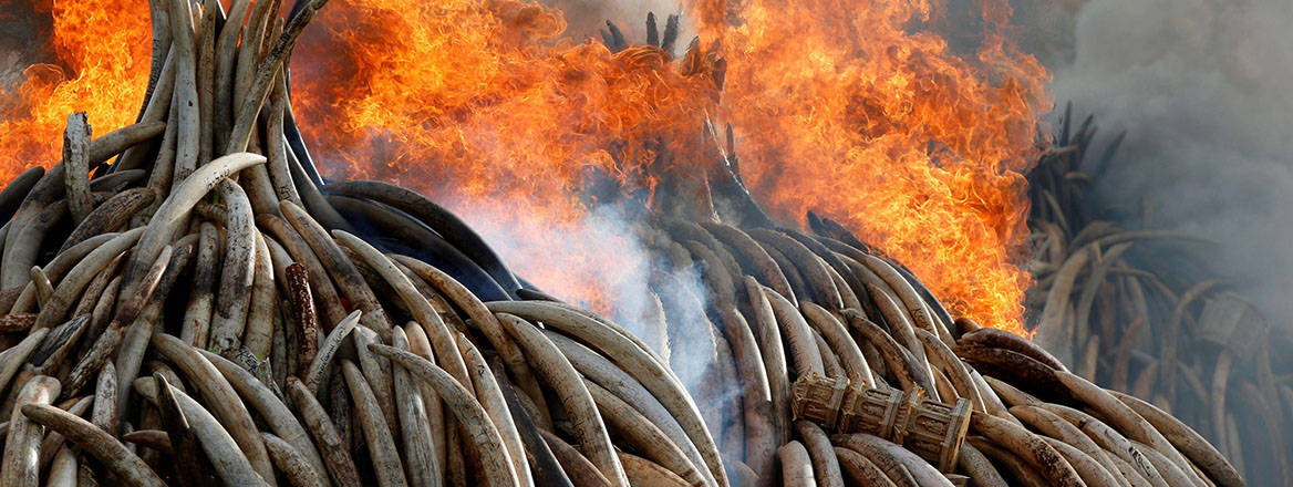 Fire burns piles of confiscated ivory and rhino horn in Nairobi National Park